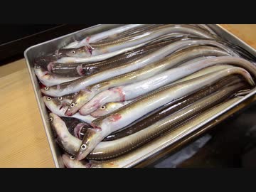 寿司職人による穴子の仕込みから握りまで〜How To Make Eel Sushi〜