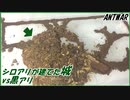 籠城したシロアリを倒したい黒アリの攻城戦！