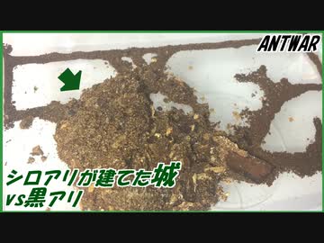 籠城したシロアリを倒したい黒アリの攻城戦！