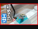 【初給仕はいつなの！？】レオパ(ヒョウモントカゲモドキ)の赤ちゃんに初めて餌をあげるタイミングについて
