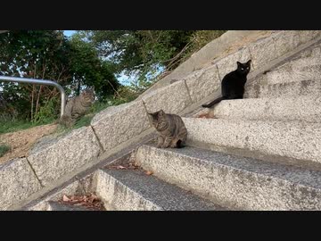 牛窓町五香宮の猫達①