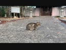 牛窓町五香宮の猫達④　2019.11