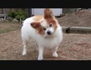 庭にたたずむワンコ（パピヨン）