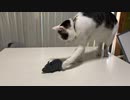 せっかくネズミあげたのに突然違うものにテンションUP