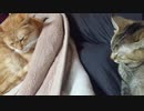 拾いねこ＠生後2703/2670日目　動かないにゃんこたち。