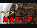 【ありの飼育記#97】新女王蟻が誕生間近？