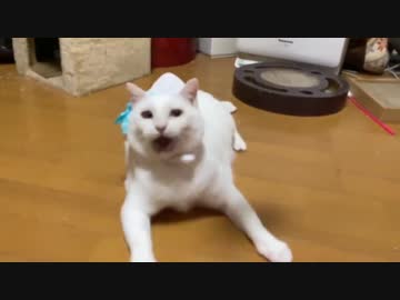 対決！超高校級コネコチャンVSシニアコネコチャン