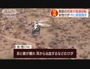 ホモと見る人間ベイブレード