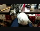 なんでわざわざ寝てるやつの邪魔しにくるだよ笑