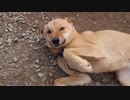 のびーからのごろん