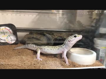 我が家のレオパ