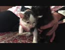 ワッフル2歳になりました！おめでとうワッフル！うちに来てから今までをまとめてみました！
