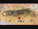 ヤモリを5000匹の蟻に与えた結果・・・。