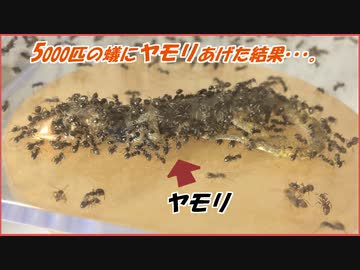 ヤモリを5000匹の蟻に与えた結果・・・。