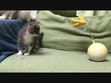 進撃の逸材コネコチャン、謎のおもちゃにビビる