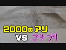 【ありの飼育記#98】２０００匹の蟻にゴキブリ狩らせてみた