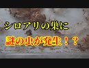 【ありの飼育記#99】シロアリの巣に変な虫が湧いてしまった