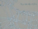 美しい羽根　詩・No.1003～絵本「flower bird」～