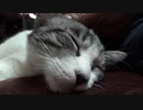 ＃135　ゴロゴロアルフィノ