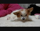 ち〇ぽこをペロペロするワンコ（パピヨン）2
