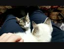 ネコナレフ「俺が上で、お前が下だ！」