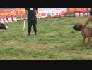 土佐犬ｖｓブリークッタ　2（閲覧注意）