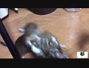WDC 世界タイトルマッチ デグー級【ペット】