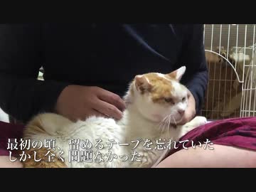 愛されベテラン地域猫、腎不全の自家輸液を開始する