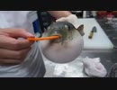 【転載】blow goose