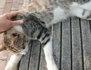 【猫だって肩が凝る？】ニャンコの全身マッサージ