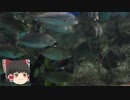 ゆっくりれいむのアクア放浪記　#51　寺泊水族博物館