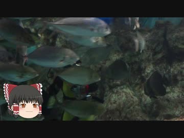 ゆっくりれいむのアクア放浪記　#51　寺泊水族博物館