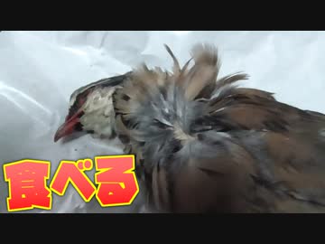 やまうずら丸一羽を調理しよう！