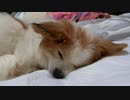 クルンと丸まって眠るワンコ（パピヨン）3