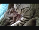 ひさしぶりに踏んだねこ