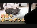 【ツン猫】妖しい棒（♂）に酔いしれる子猫