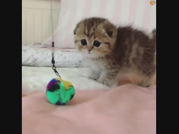マンチカンが可愛すぎて辛い(=^・^=) Part6