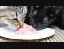 【尼崎の猫カフェ】自家製ちゅ～るを作って猫達にあげてみた！？【＋宝くじ】