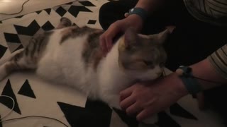 うちの猫のゴロゴロペロペロ音を録ってみた