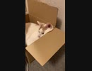 急にやる気をなくす猫。