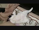 アザラシのようなパンダのような猫
