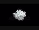 color-burst-white-smoke-powder-explosion-fluid-ink-paint-particles-slow-motion-alpha-matte　阿部寛憲