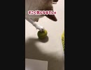 じゃばらは玩具だと主張する柴犬