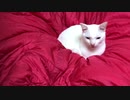 猫をダメにする素材、身近なところで発見される