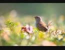 【作業用BGM】LUSRICA
