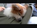 飼い主の膝の上でまったりするワンコ（パピヨン）3