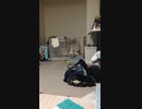 モフモフの床は最高で…見たな！？