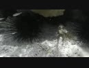 guadeloupe_urchins_lobster　宮木健二