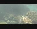 hawaii_following_turtle　宮木健二