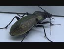[閲覧注意!!] 再編集 アオ オサムシにジャイアントミルワームを食べさせてみた。(Carabus insulicola)